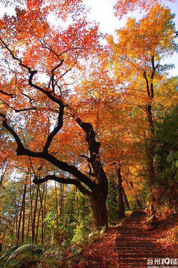 树树皆秋色,山山唯落辉--文成红枫古道摄影采