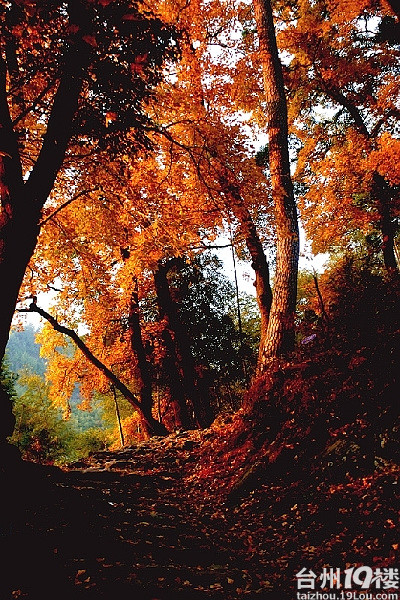 感谢帖:茶辽红枫节,景美人更美。-活动-台州旅