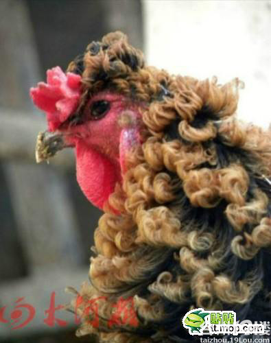 爆笑经典冷笑话