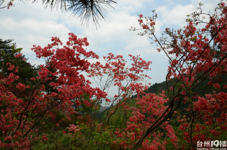 磐安杜鹃花节