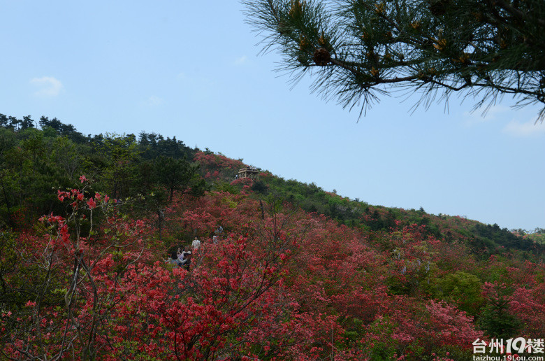 磐安杜鹃花节