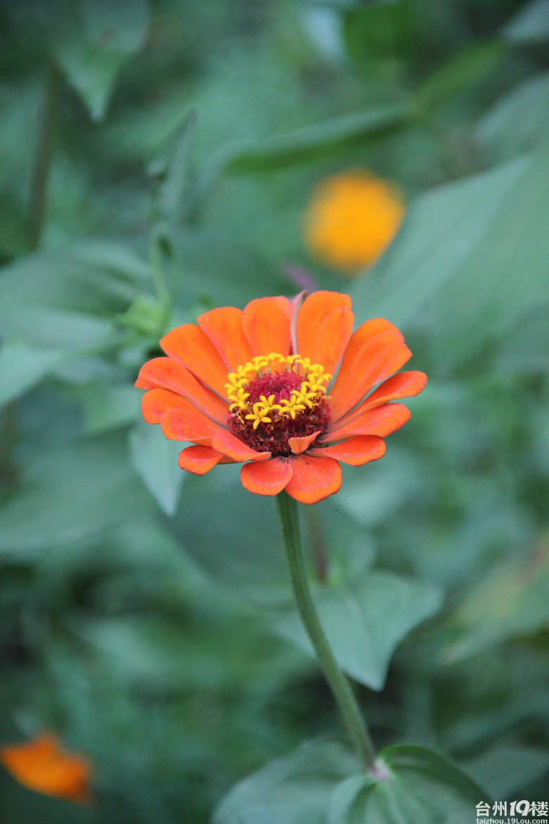醉美格桑花-我拍我秀-摄影部落-台州19楼