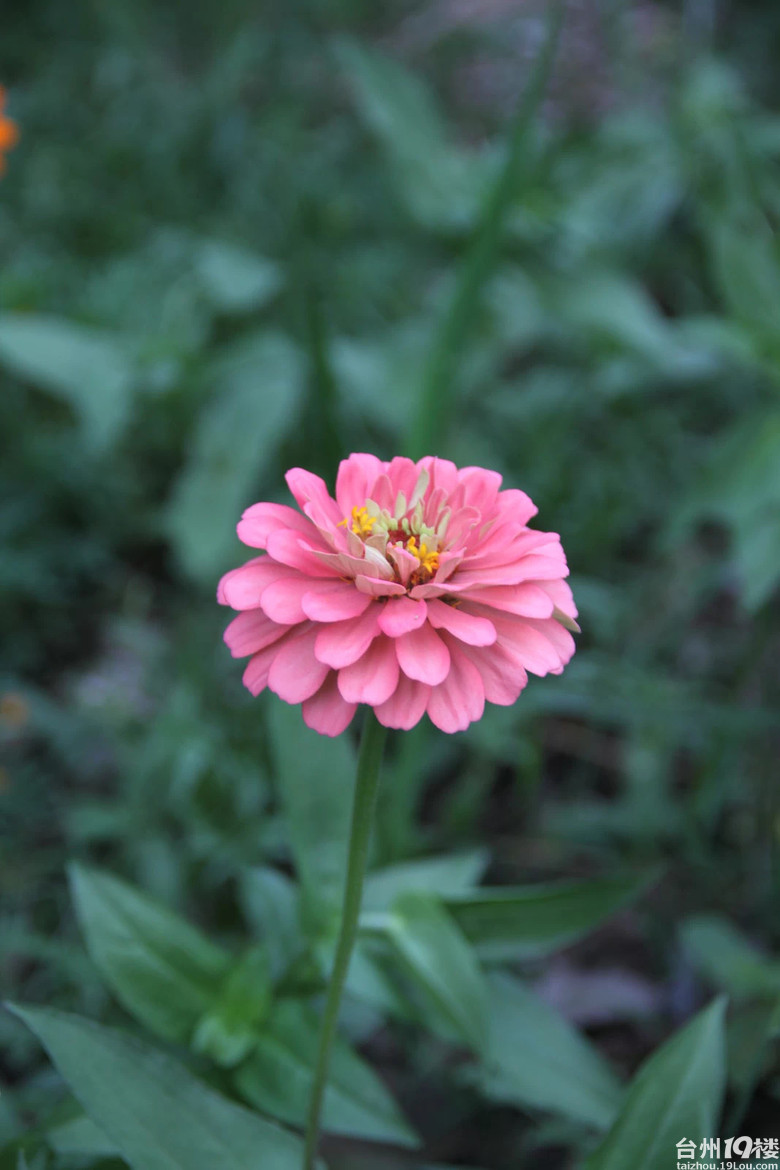 醉美格桑花-我拍我秀-摄影部落-台州19楼