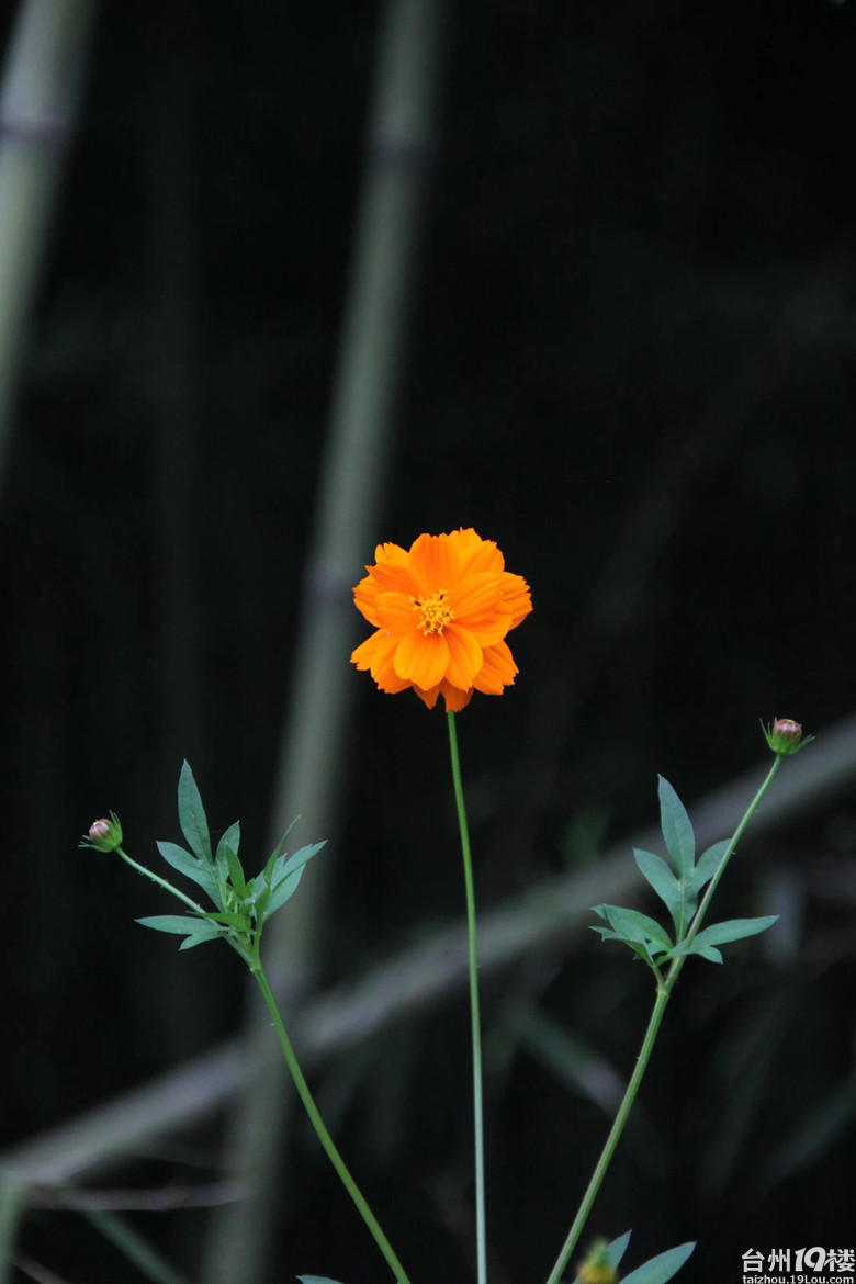 醉美格桑花-我拍我秀-摄影部落-台州19楼