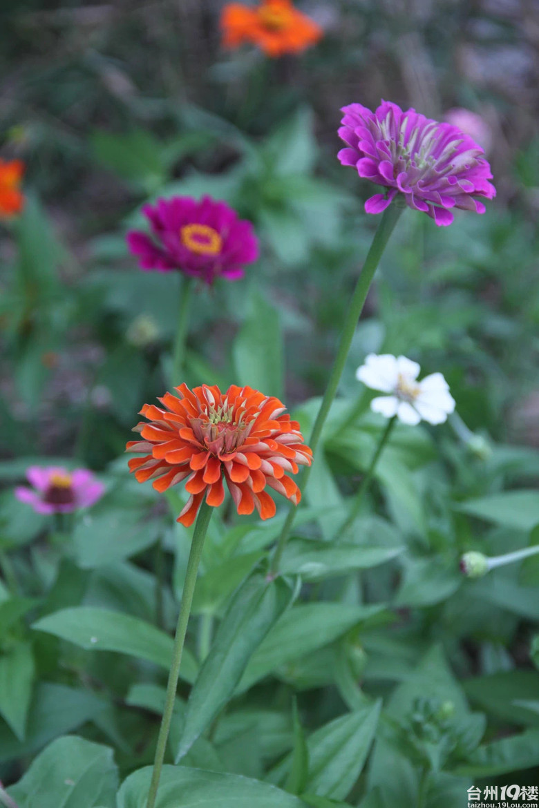 醉美格桑花-我拍我秀-摄影部落-台州19楼