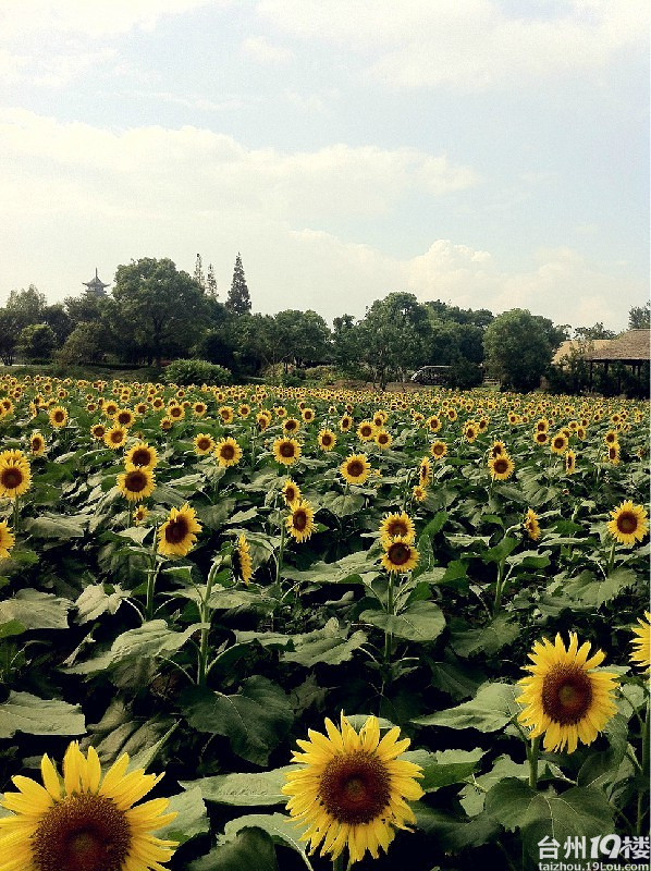 我一直走--乌镇-游记攻略-台州旅游-台州19楼