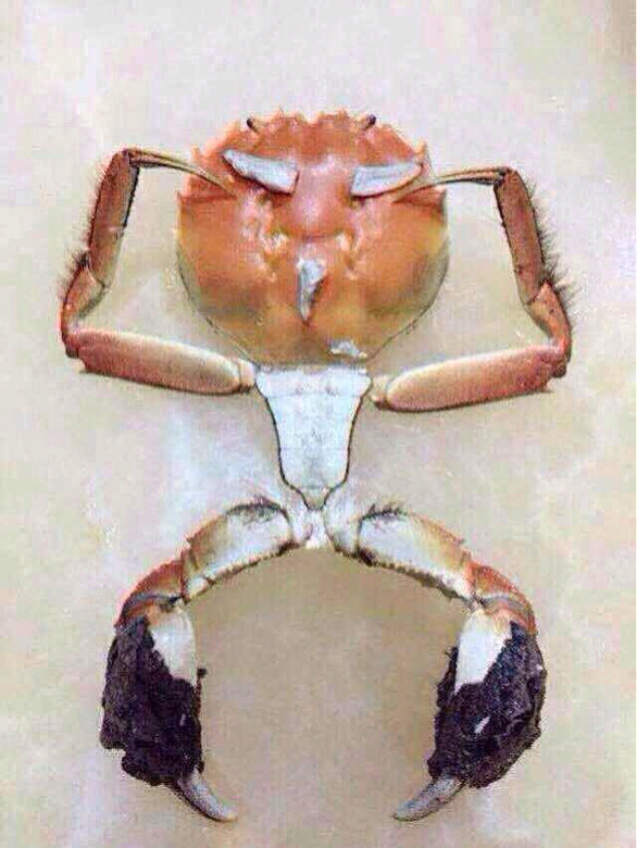 螃蟹做早操喽