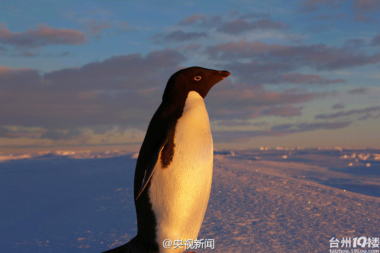 企鹅也疯狂!亲,充Q币吗?-游记攻略-台州旅游-台
