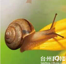 拯救!夏威夷蜗牛-活动-台州旅游-台州19楼