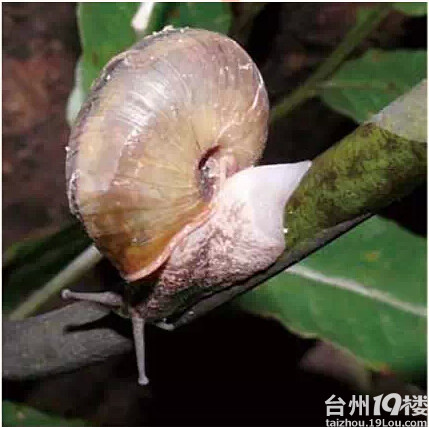 拯救!夏威夷蜗牛