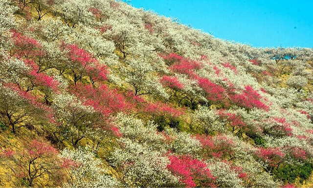 狼牙户外3月8号探秘安吉梅花沟