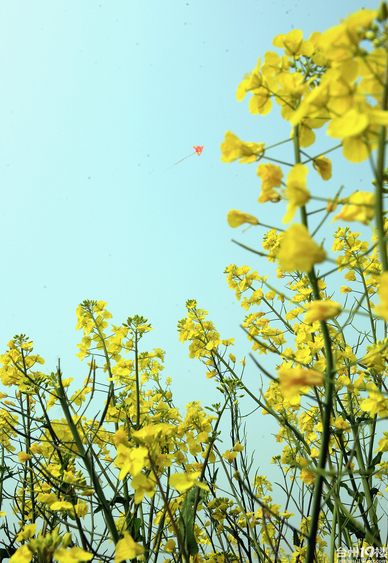 春花烂漫第一季の油菜花-我拍我秀-摄影部落-台