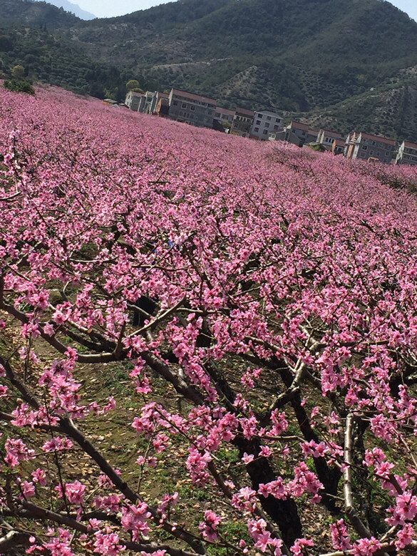 临海白水洋上官村踏春