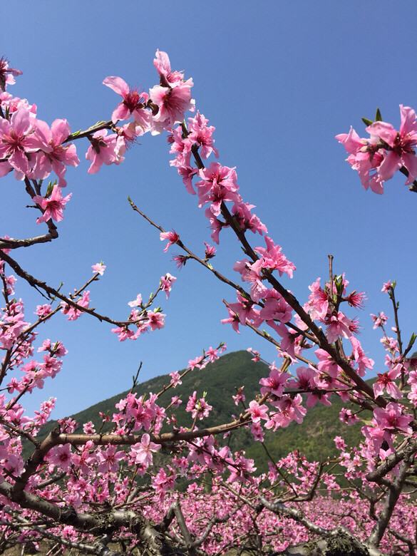 临海白水洋上官村踏春