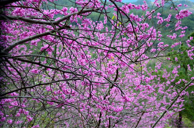 天台赤城山紫荆花醉美在这漫山花花海里