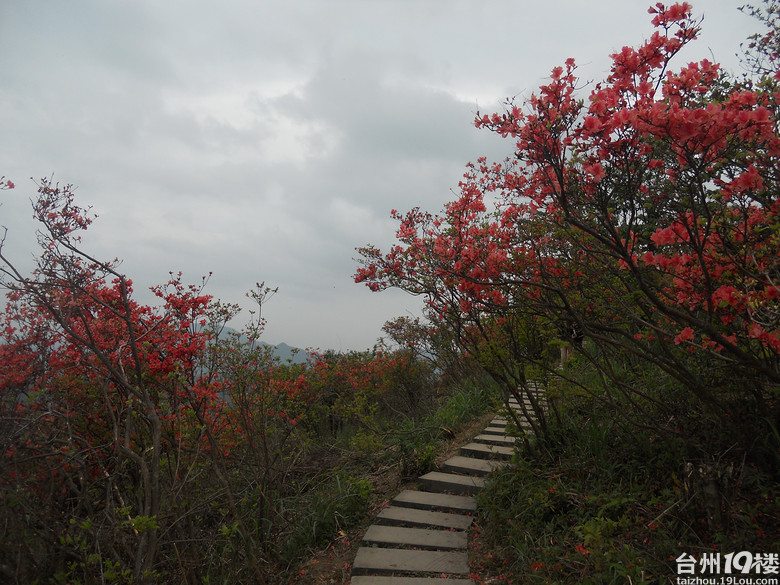 2高姥山杜鹃花节归来-游记攻略-台州旅游-台州19楼