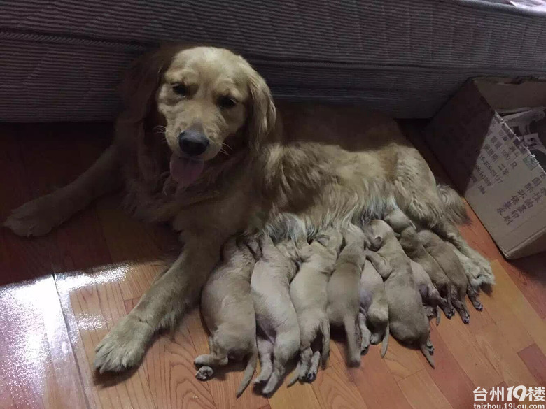 【寻狗】还在哺乳期的金毛母狗你快回来!-我要