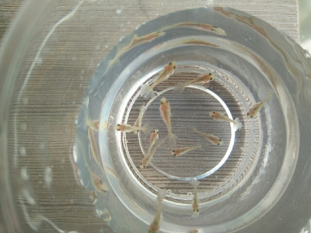 问下各位小金鱼可以吃什么-讲白搭-台州19楼