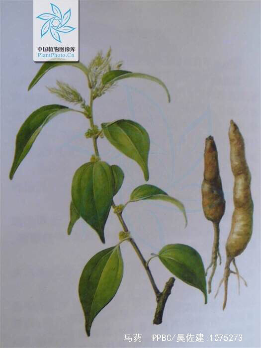 乌药王 乌药据说是浙江省内最古老-讲白搭-台州