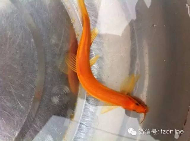 三门“黄金”泥鳅您见过吗? 我们通-讲白搭-台州19楼