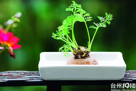 吃不完,找个钵钵养起来-我要说的-讲白搭-台州