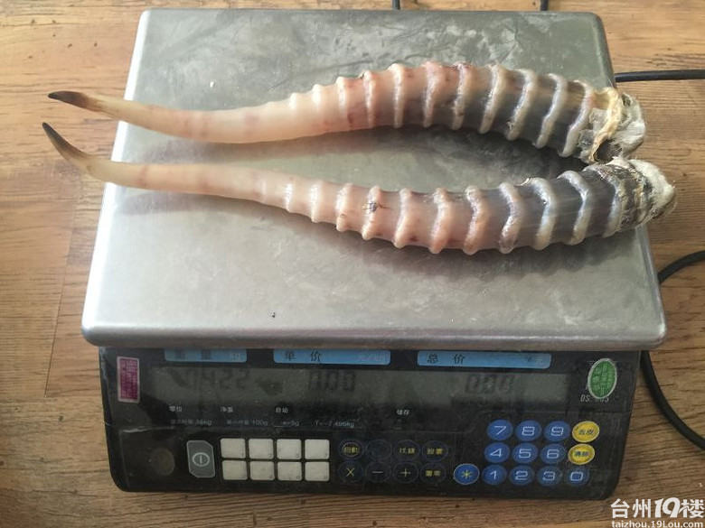 出售塞加羚羊角,对于小孩发高烧特管用!-我看见