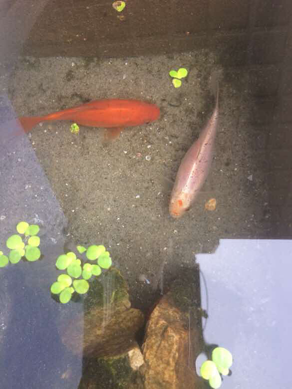 我家红锦鲤养了一年多,现在变成白锦鲤了,-讲白