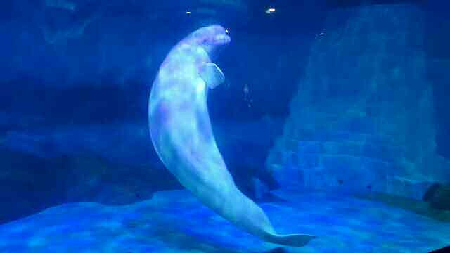 在大连海洋极地馆,老虎滩的表演改版了!又-长潭水库-台州19楼