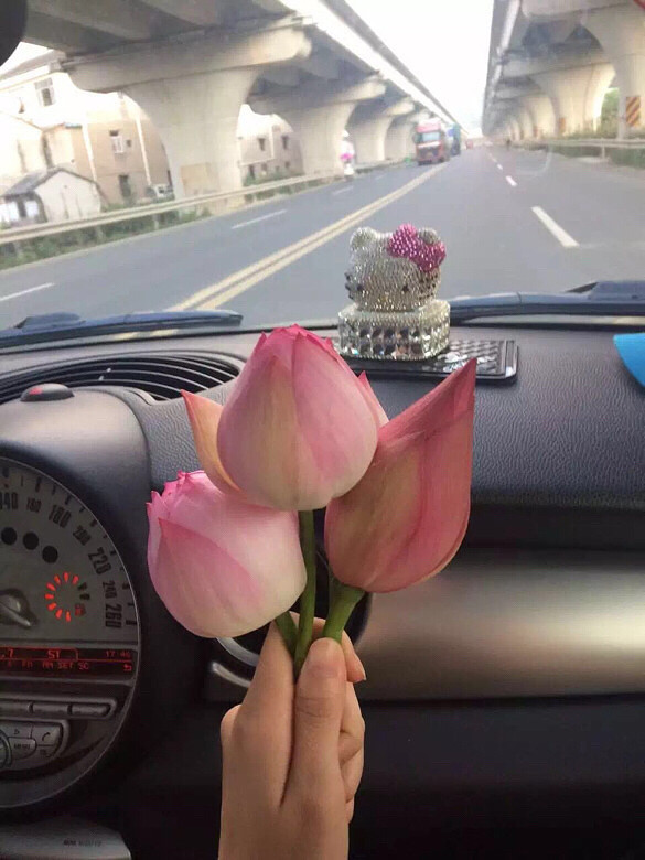 别人送玫瑰花过情人节,你送荷花给我是啥意-讲