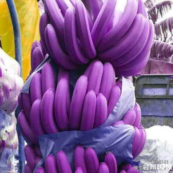 神农架野香蕉呈诡异蓝色 似死人手指
