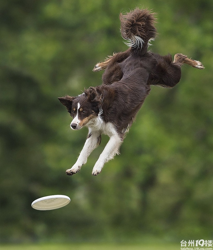 狗狗接飞盘-养眼搞笑-摄影部落-台州19楼