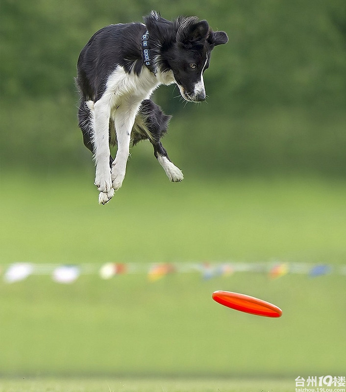 狗狗接飞盘-养眼搞笑-摄影部落-台州19楼