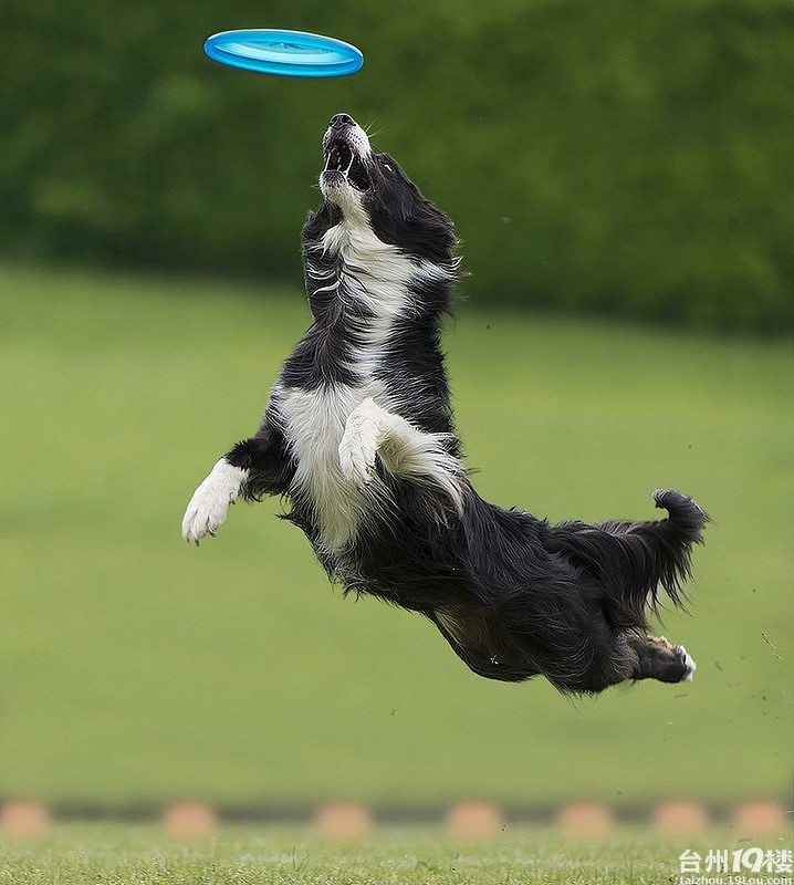狗狗接飞盘-养眼搞笑-摄影部落-台州19楼