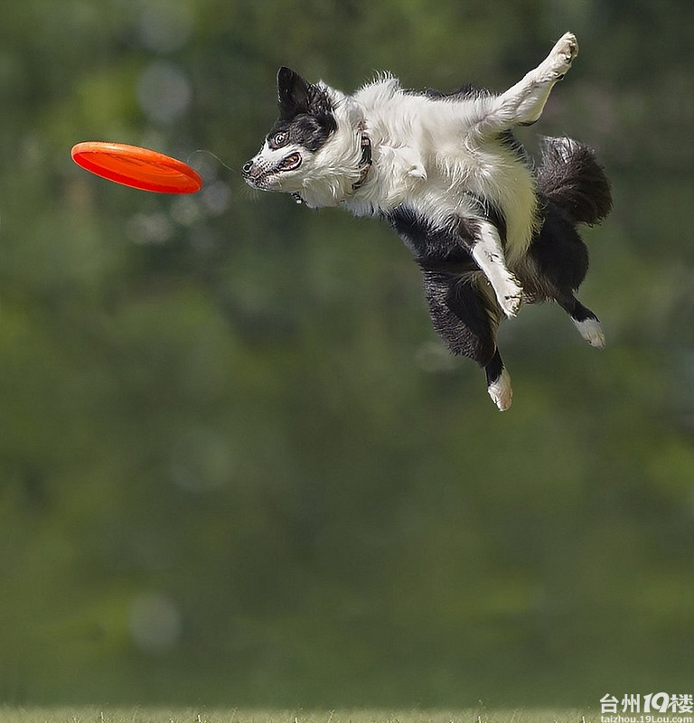 狗狗接飞盘-养眼搞笑-摄影部落-台州19楼