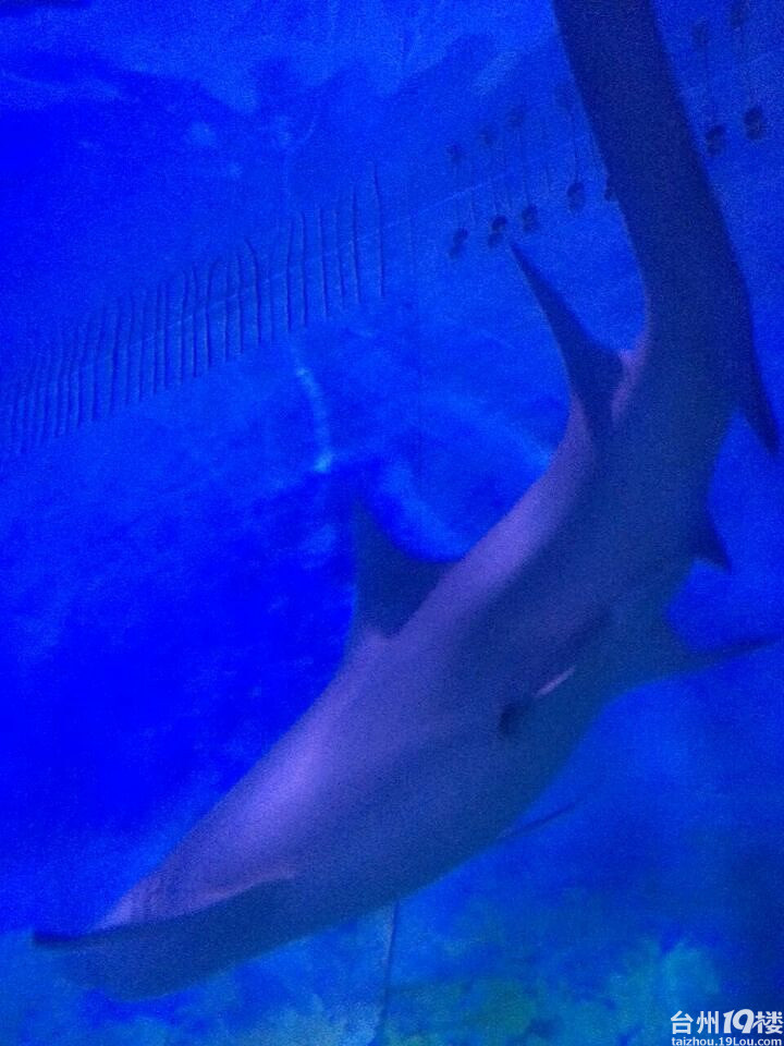 【旅游日记】+约上小伙伴一起潜水去吧-游记攻