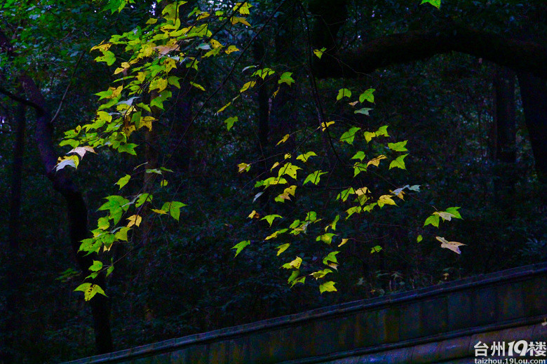 【天台.地接】苍苔迷古道,红叶乱朝霞--霞客古