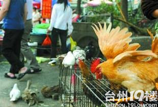 H7N9禽流感高发期到来-- 活鸡活鸭,市民这阵子