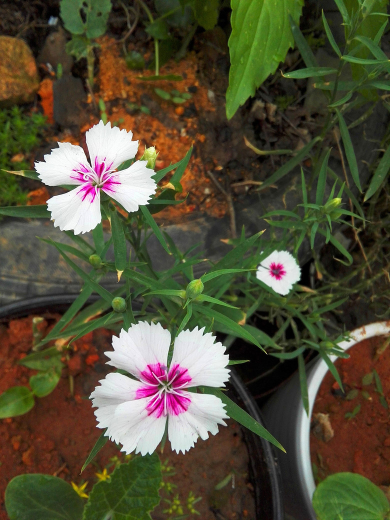 ���Ļ��������붷��