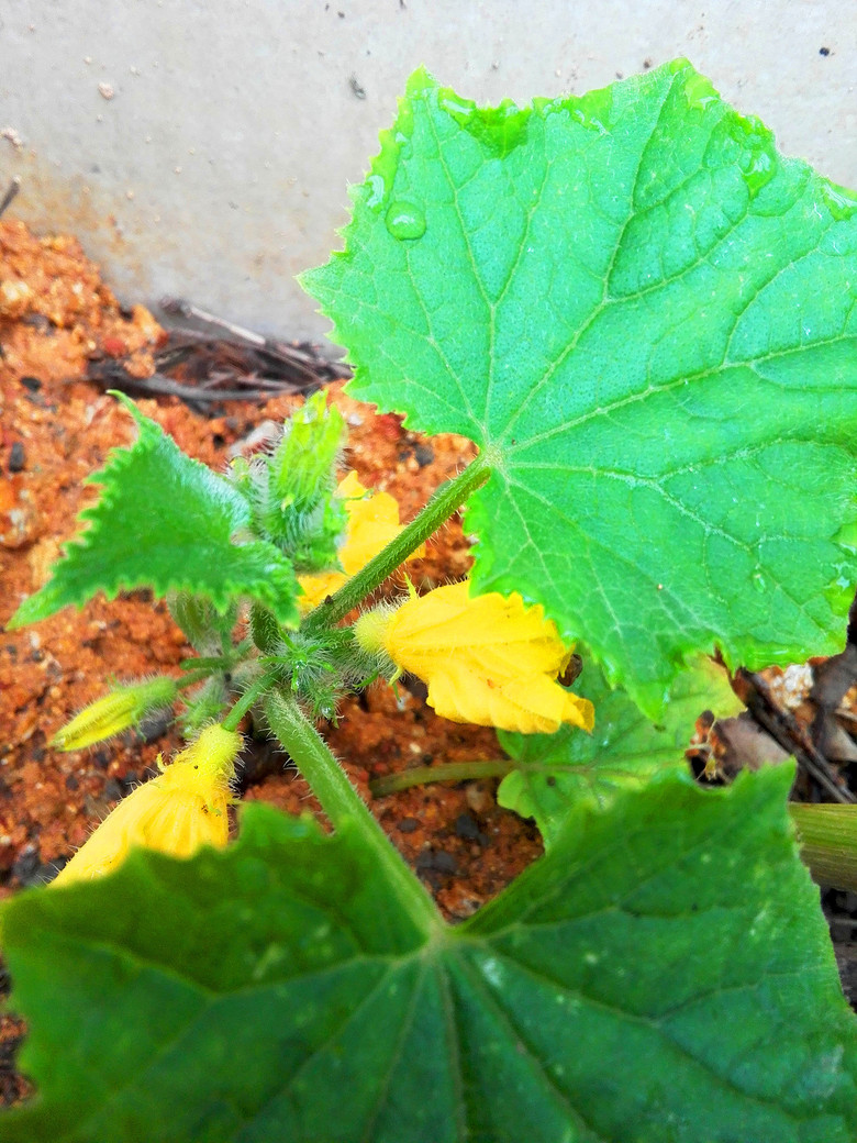 ���Ļ��������붷��