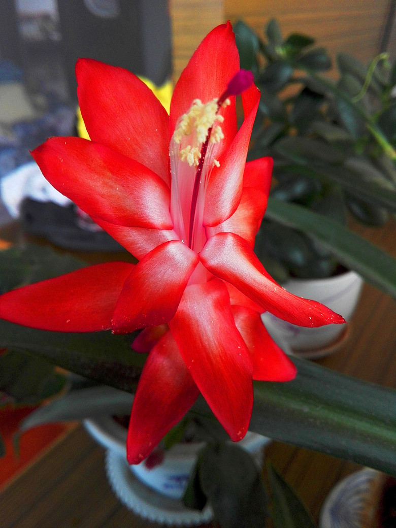 ���Ļ��������붷��