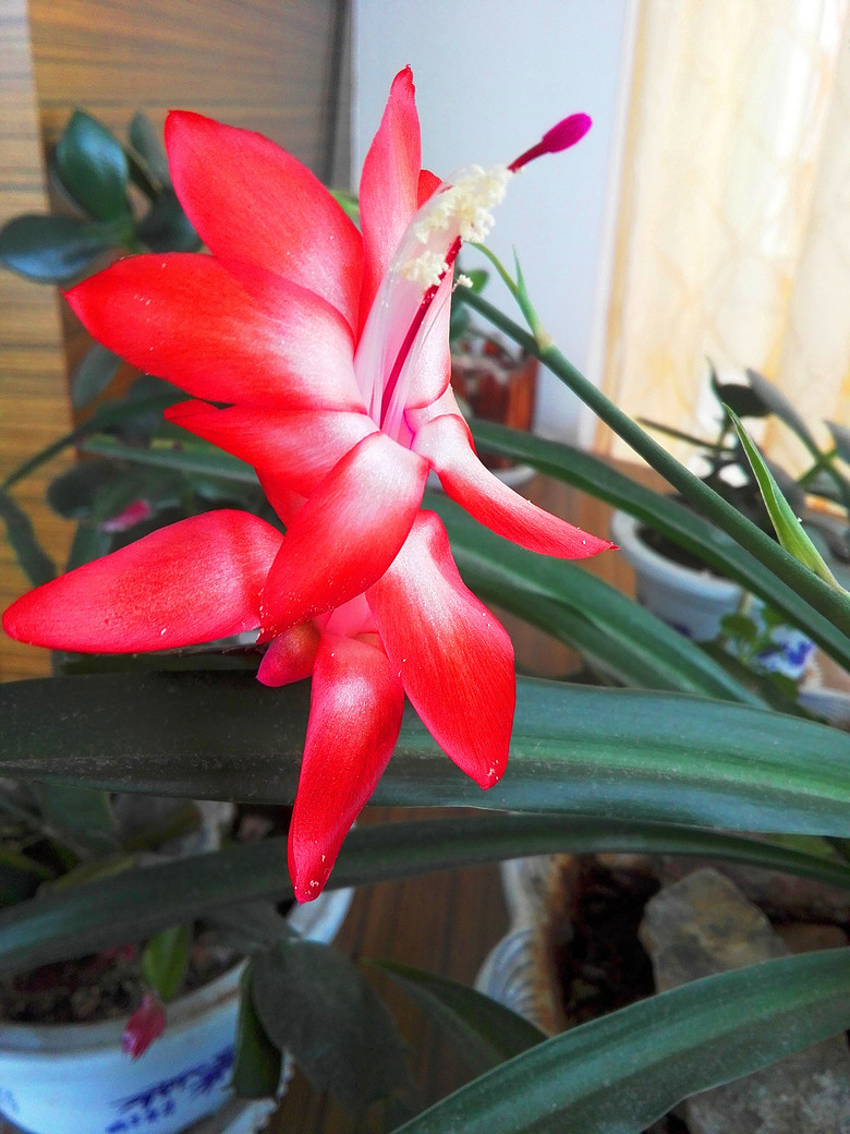 ���Ļ��������붷��