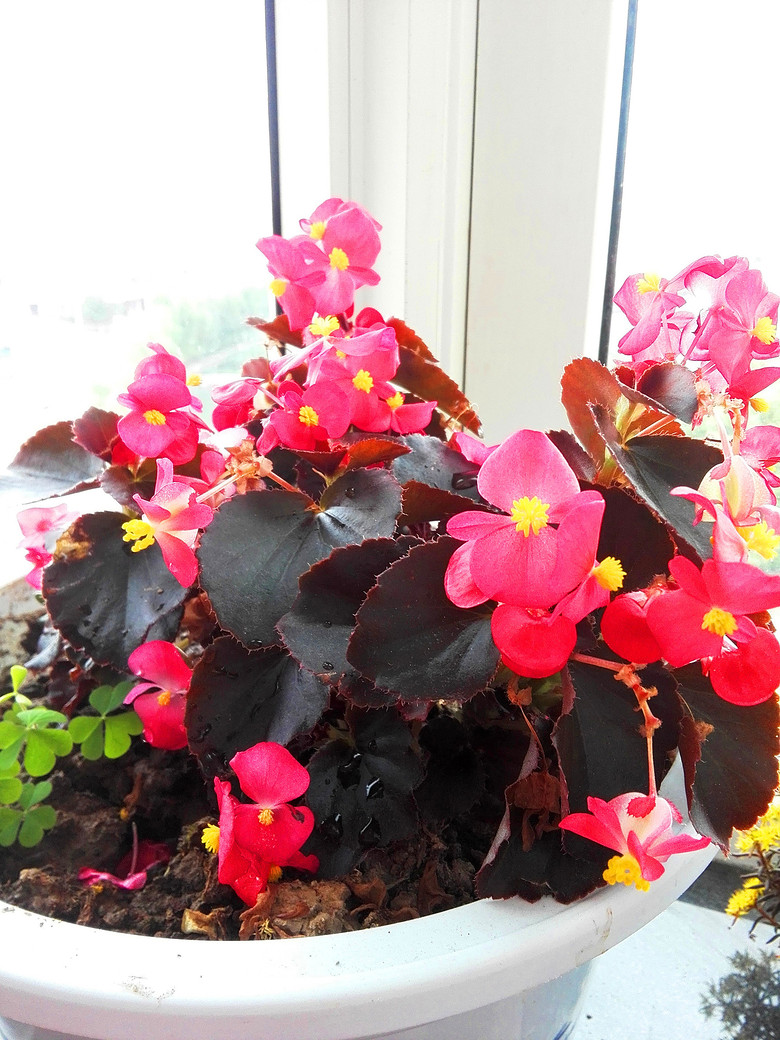 ���Ļ��������붷��