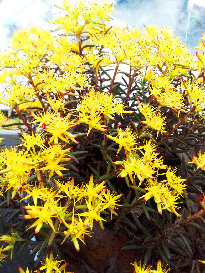 ���Ļ��������붷��