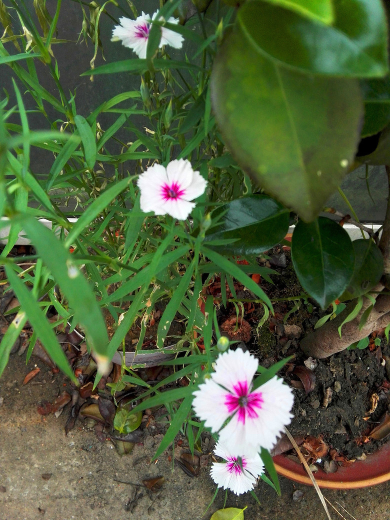 ���Ļ��������붷��