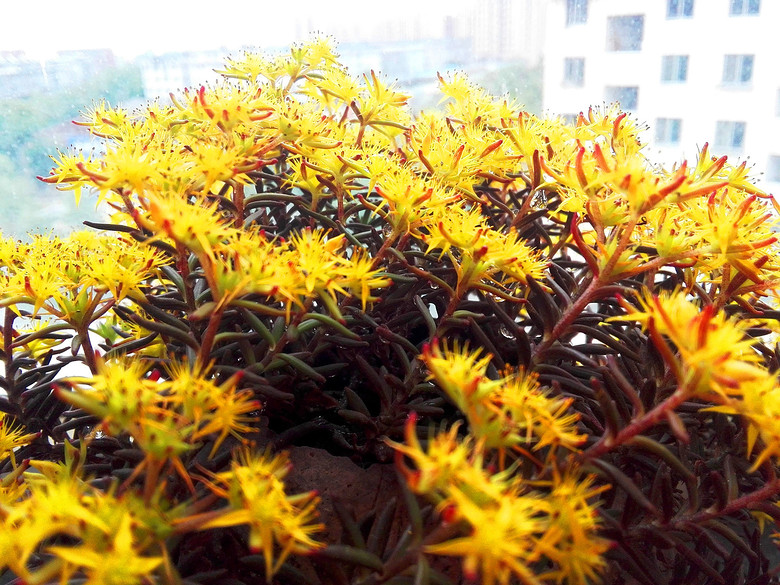 ���Ļ��������붷��