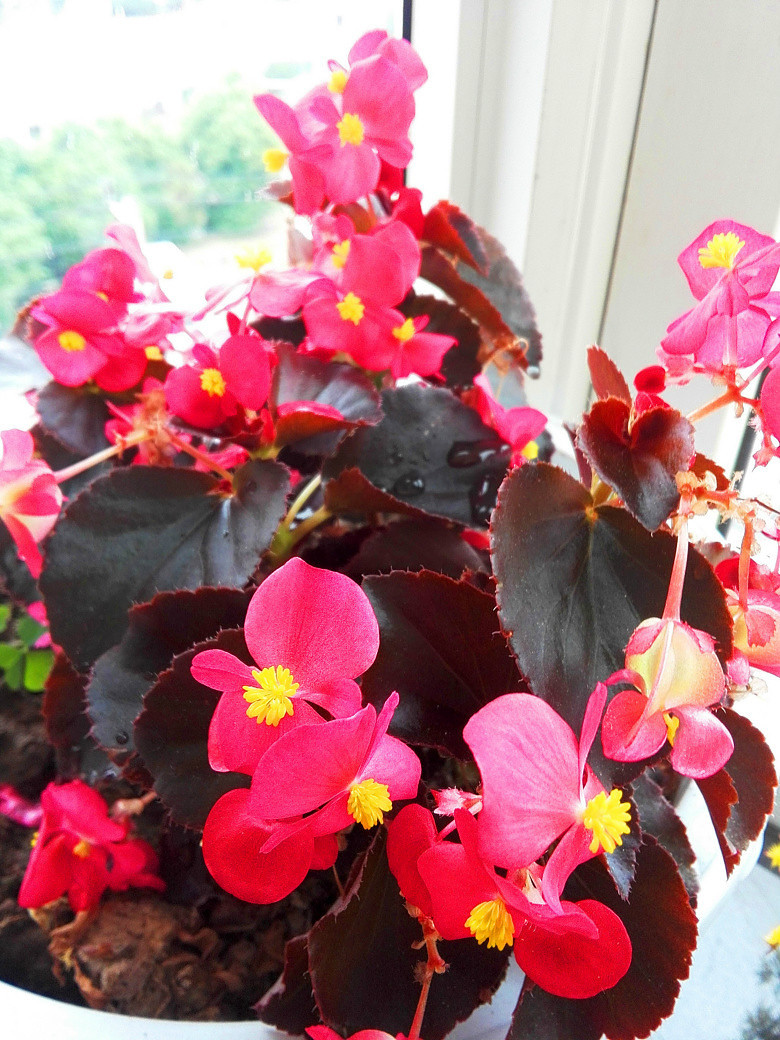 ���Ļ��������붷��