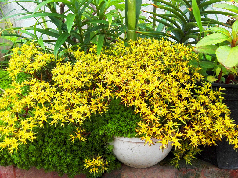 ���Ļ��������붷��