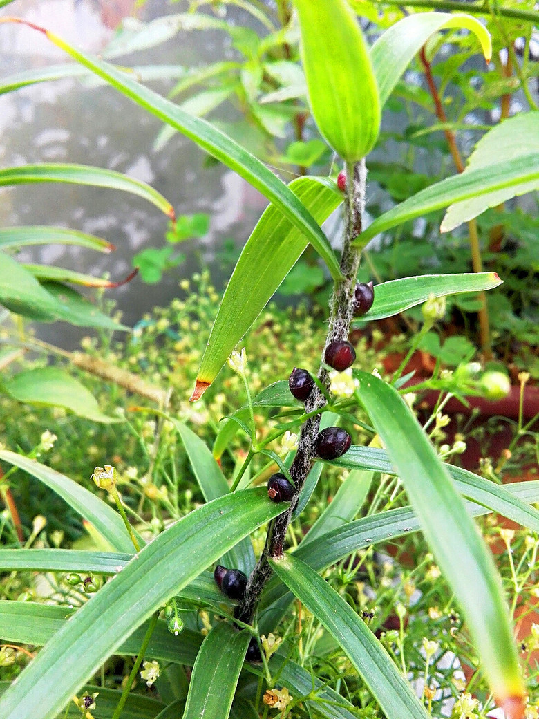 ��һ��������