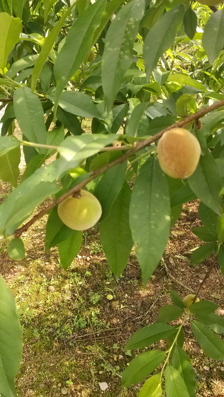 СϪ�ߵ����ӳ�����