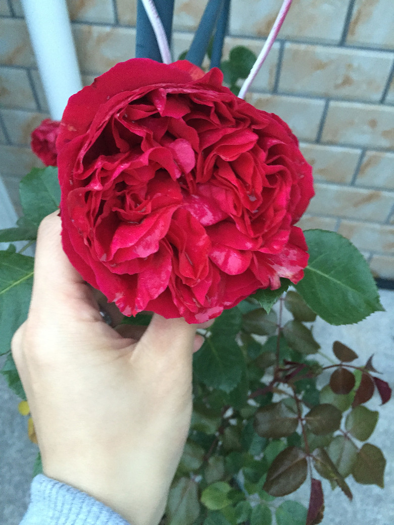 ���Ǹ�ҵ�������